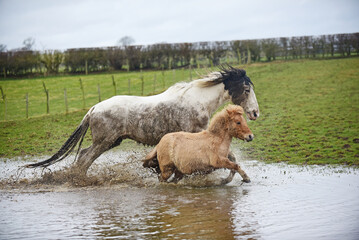 Horses, Cob and Shetland Galloping and Splashing in Water and Mud