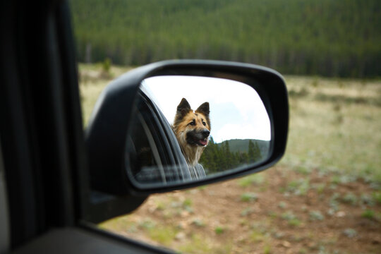 Mixed breed dog, loves to have her head out the truck window when traveling.