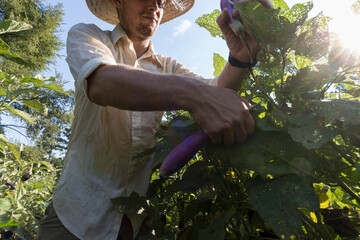 Male farmer harvesting eggplant