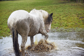 Horses, Cob and Shetland Galloping and Splashing in Water and Mud