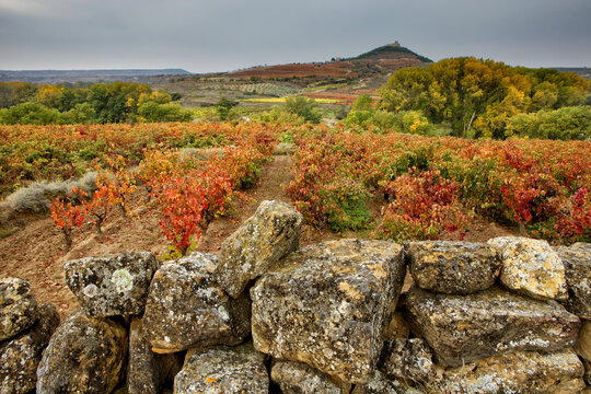 Landscape with vineyards at La Rioja (Spain)