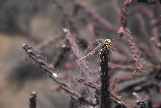 Shadow Wolves Drug Smuggler Trackers