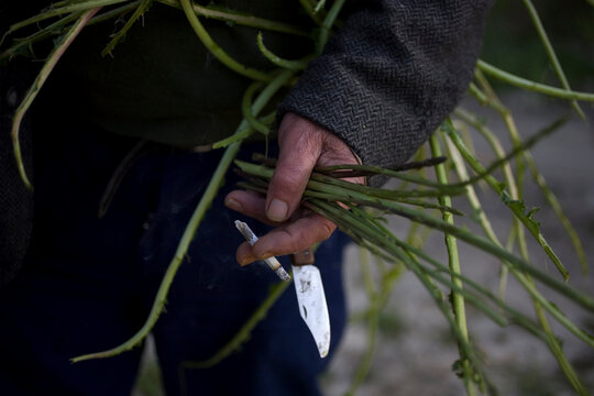 A retiree picks wild asparagus in Prado del Rey, Cadiz province, Andalusia, Spain.