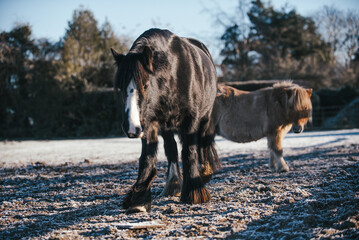 Hairy winter horses and ponies out in a snowy frosty landscape