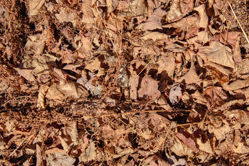 Maple leaves in fall colors on the ground in the Canadian forest