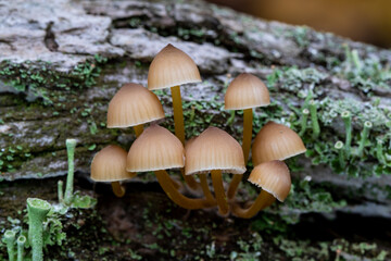 Mycena mushrooms growing on log