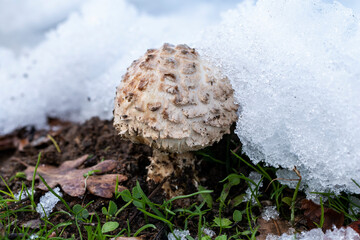 Parasol mushroom growing under snow