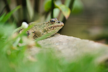 Marsh frog sitting on stone