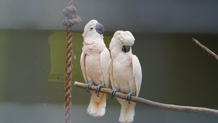 white cockatoo|Cacatua alba|雨傘巴丹鸚鵡