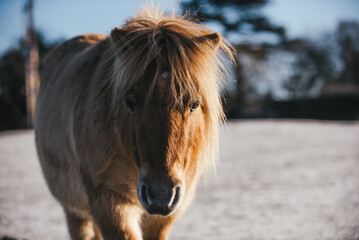 Palomino Shetland Pony in the frost with a winter coat
