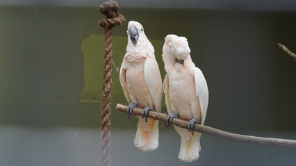 white cockatoo|Cacatua alba|雨傘巴丹鸚鵡「White...