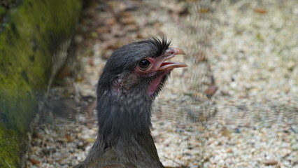 Chaco chachalaca|Ortalis canicollis|小冠雉