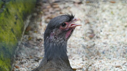Chaco chachalaca|Ortalis canicollis|小冠雉