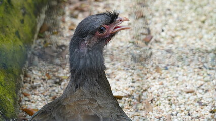 Chaco chachalaca|Ortalis canicollis|小冠雉