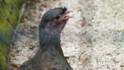 Chaco chachalaca|Ortalis canicollis|小冠雉