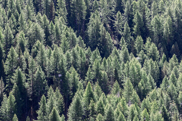 Panoramic shot of crowns of green coniferous trees in dense impenetrable forest lit by bright daytime sunlight, Aosta valley, Italy