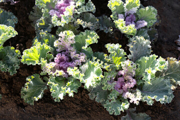 Colorful blooming ornamental cabbage flower (cauliflower) with dew drops in the garden