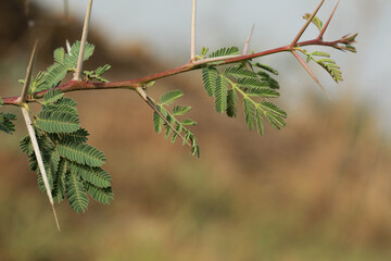 Gum arabic tree. Vachellia nilotica. Acacia nilotica. Babul. Thorn mimosa. Egyptian acacia. Thorny acacia.