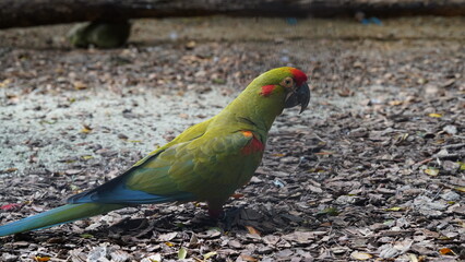 Red-fronted Macaw | Psittaciformes | Psittacidae| Ara| 紅額金剛鸚鵡|紅額麥鷍