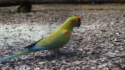 Red-fronted Macaw|Psittaciformes|Psittacidae|Ara|紅額金剛鸚鵡|紅額麥鷍