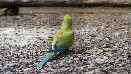 Red-fronted Macaw|Psittaciformes|Psittacidae|Ara|紅額金剛鸚鵡|紅額麥鷍