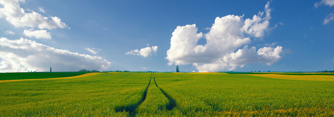 Beautiful summer landscape showing wheat fields with blue sky and white clouds on a sunny day