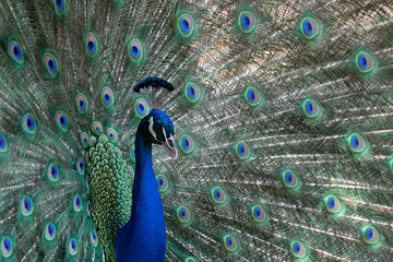 Fototapeta premium Beautiful and Elegant Male Indian Pheasant