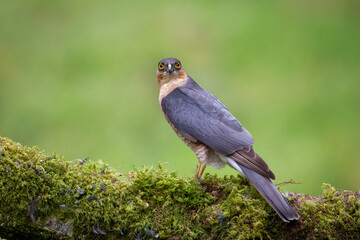 Eurasian sparrowhawk (Accipiter nisus) close up in the wood