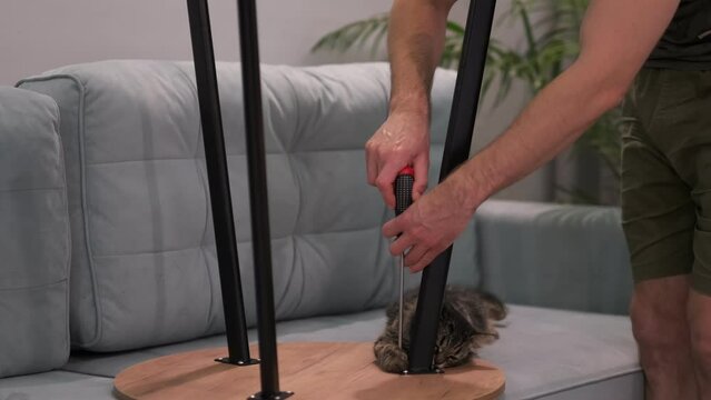 unrecognizable man covers the legs of a coffee table with a Phillips screwdriver. The man assembling new furniture at his home. cat interferes with the assembly of furniture