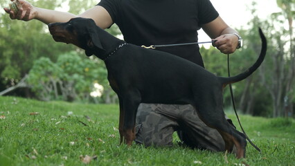 Doberman dog standing next to its owner. Charismatic dog