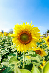 sunflower in the field. background.