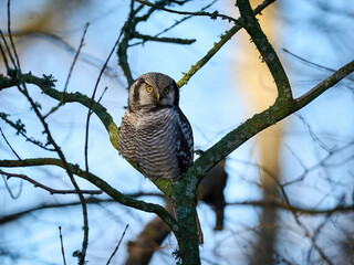 Northern hawk owl (Surnia ulula)
