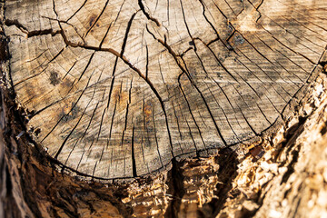 Texture of an old wooden stump