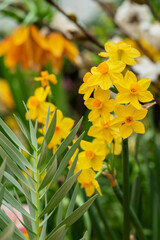 Bunch of yellow  blooming daffodils in the spring garden