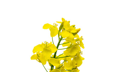 Canola isolated. Rapeseed plant, colza rapeseed for green energy