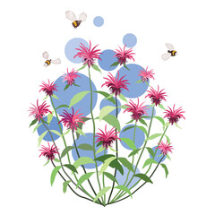 Monarda Bee balm plant with pink flowers. Colourful summer scene with bees and geometric circles.