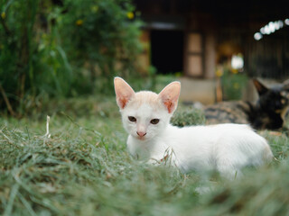 Naklejka na ściany i meble Selective focus, cute small white kitten with orange cream stripes Lying on the green lawn staring forward