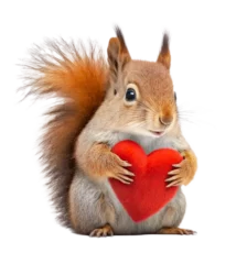 Fotobehang Cute adorable squirrel holding a red valentine heart isolated on a transparant background - generative AI © Alan