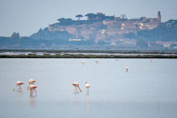 Italy Tuscany Maremma Castiglione della Pescaia, natural reserve of Diaccia Botrona In the...