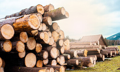 Wood cutting in the winter. Logging timber, log trunks pile in the forest. Forest wood industry.