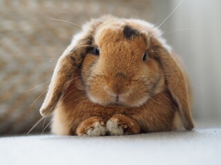 Fototapeta premium Pet rabbit posing directly for the camera with his paws showing under him