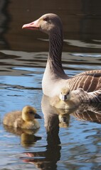 Obraz premium Close up shot from a duck with her babies
