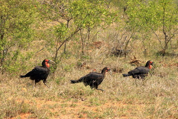 A Southern Ground Hornbill (Bucorvus leadbeateri), Kruger National Park, South Africa.