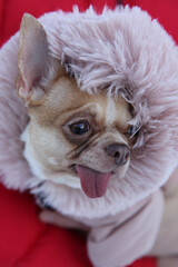 Chihuahua dog in a fashionable jumpsuit in the arms of the owner in winter on a walk