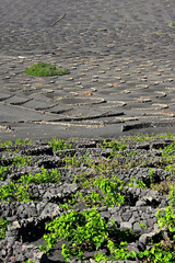 Die bekannten Weinfelder von La Geria auf der Kanareninsel Lanzarote mit ihren Trockenmauer aus...
