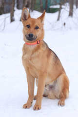 black dog full body photo on green grass background