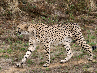 African Cheetah (Acinonyx jubatus) walking on grass seen from profile