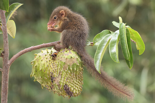 A young Javan treeshrew eating ripe soursop fruit. This rodent mammal has the scientific name Tupaia javanica.