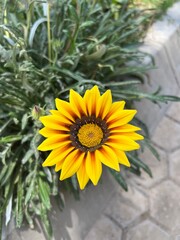 Fototapeta na wymiar Sunflower 