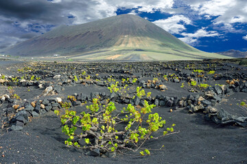 Vines being grown in the Volcanic landscape of Lanzarote , Canary Islands 